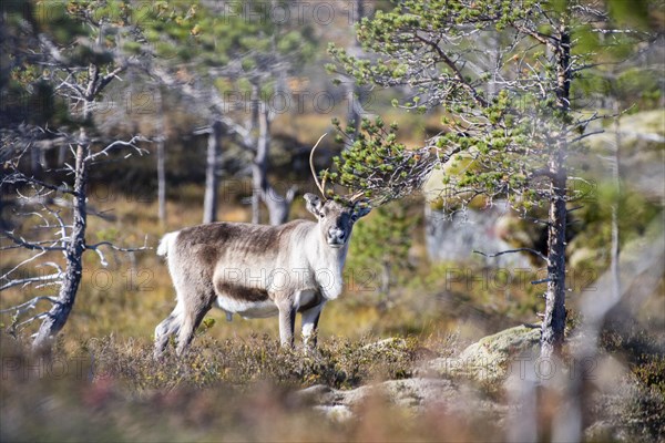 Reindeer