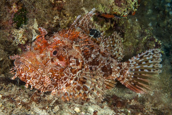 Red scorpionfish