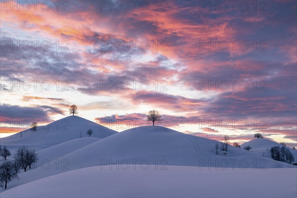 Linden trees on snow-covered hills