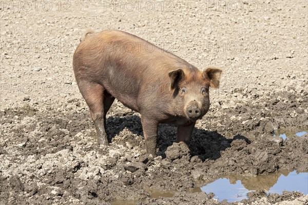 Duroc pig standing in the mud pool