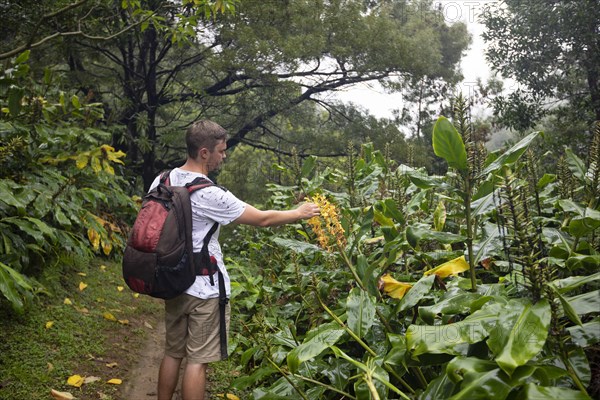 Hikers on the way to the Salto do Prego waterfall past the large-leaved perennials of the butterfly ginger