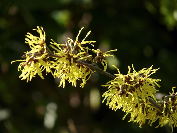 Witch Hazel flowering