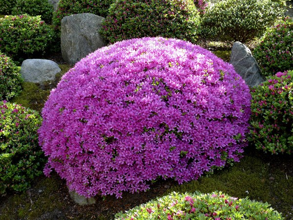 Japanese bonsai garden in Schwilowsee- OT. Ferch