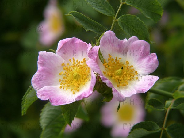 Dog rose