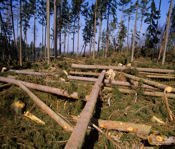 Wind breakage after hurricane in the forest near Scheyern 1990