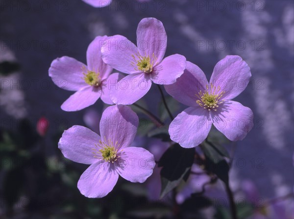 Clematis montana var. rubens