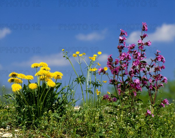 Dandelion