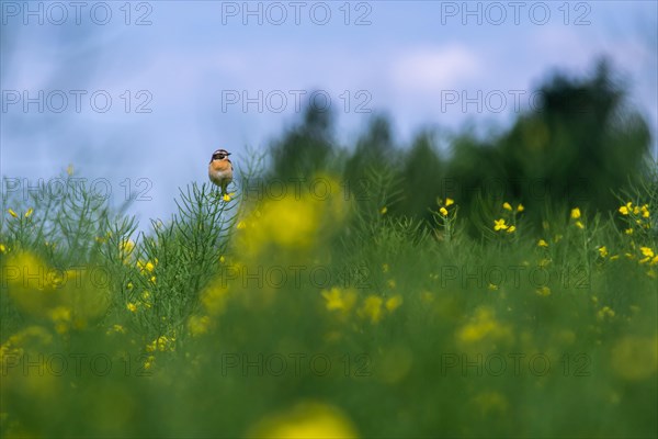 Whinchat