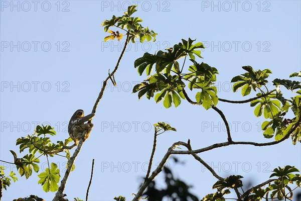 Brown-throated sloth