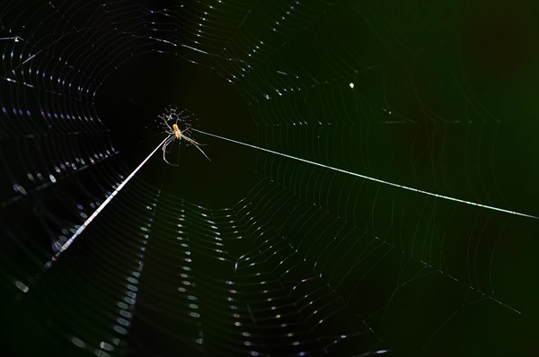 Spider in its web