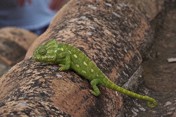 Mediterranean chameleon