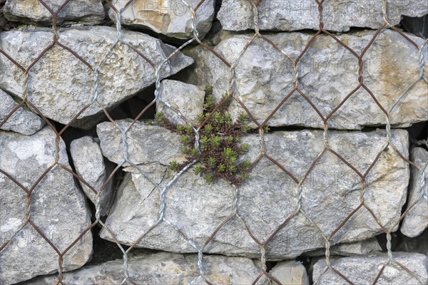 Gabion filled with shell limestone