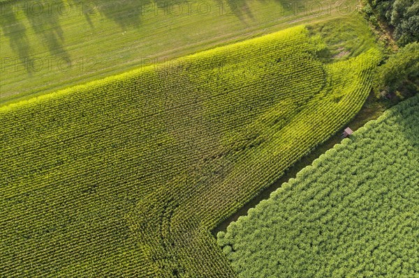 Aerial view of a field silver grass