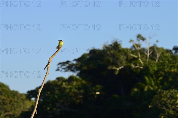 Great kiskadee