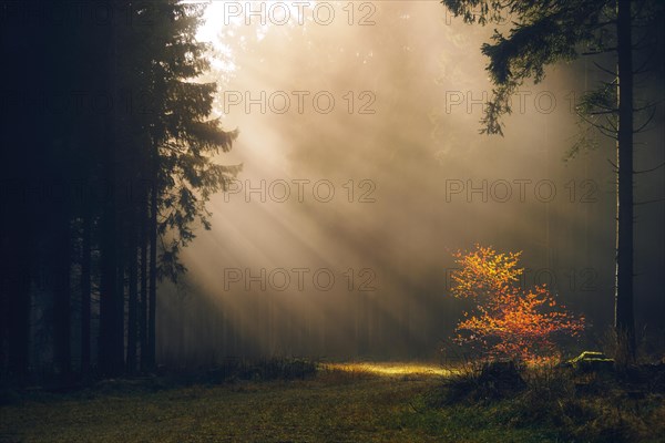 Rays of sunshine in the misty autumnal Thuringian Forest near Friedrichroda
