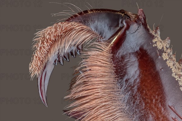 Partial dentition of a hostage spider