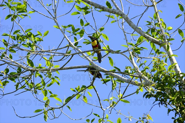 Chestnut-eared aracari