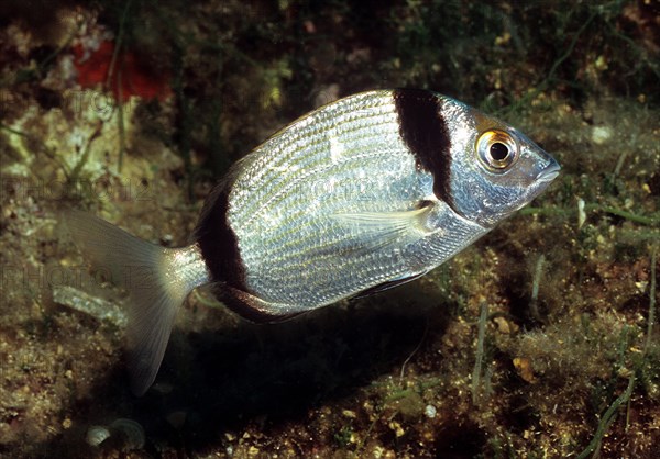Close-up of common two-banded seabream