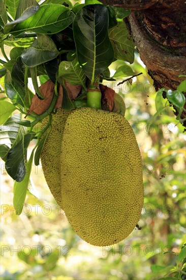 Jackfruit tree