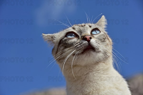 Head of a fearful looking tabby cat with blue eyes