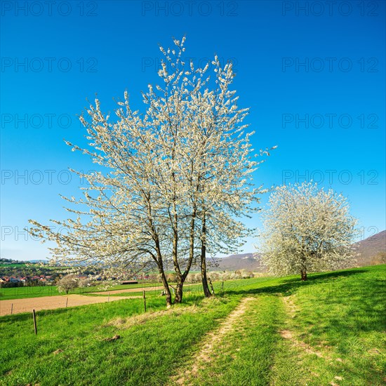 Cultural landscape in spring