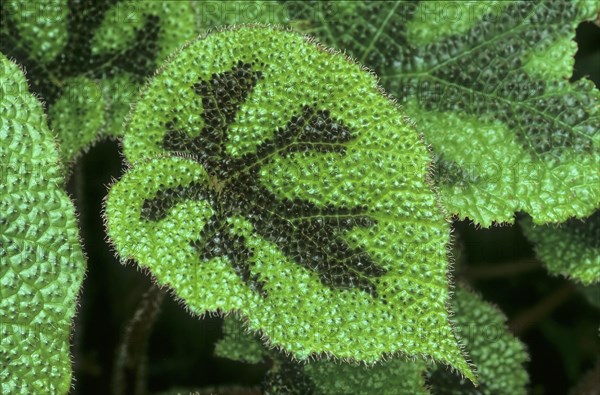 Iron Cross Begonia