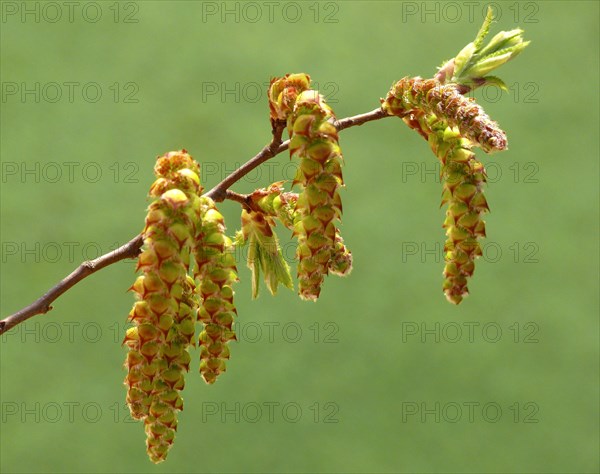 Alder catkin