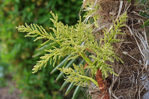 Hemp Palm