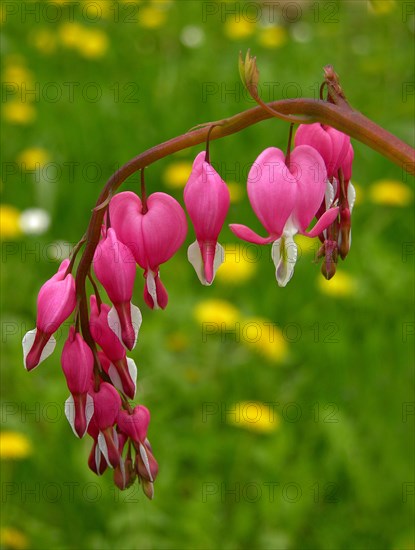 Watering heart with blossoms