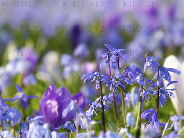 Alpine squill