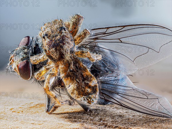 Tan jumping spider