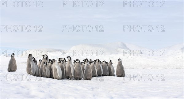 Group of little emperor penguins