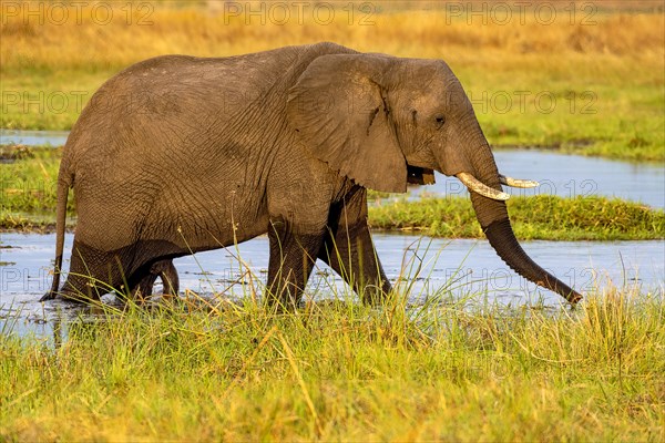 African elephant