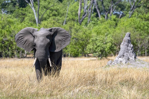 African elephant