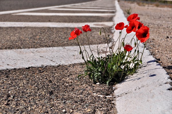 Poppies in asphalt road