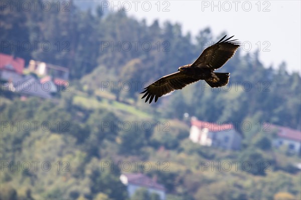 Lesser spotted eagle