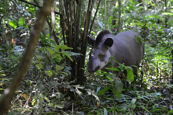 Lowland tapir