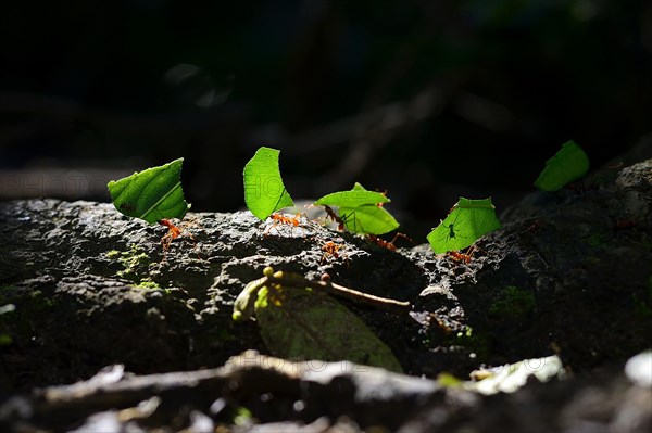 Leaf-cutting ants