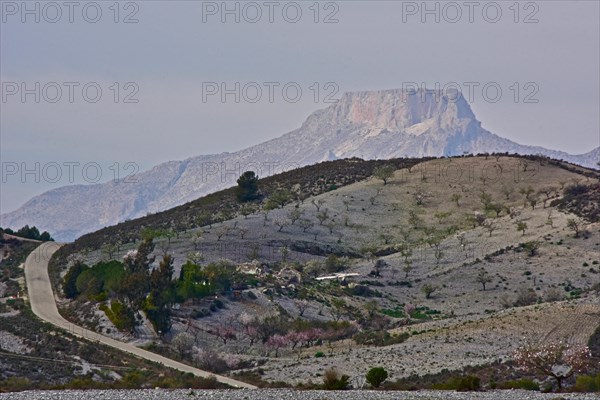 Almond plantation in the mountains with La Muela mountain