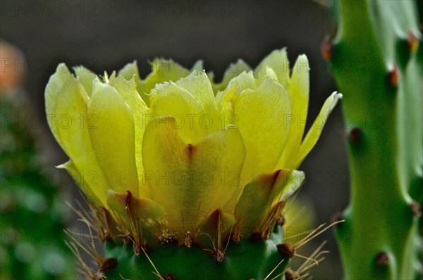 Chumbos flowers