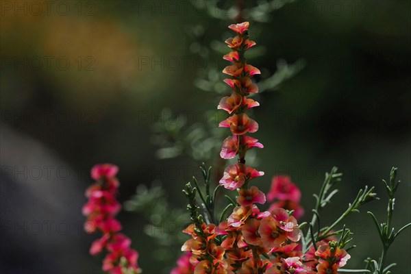 Andalusian weed