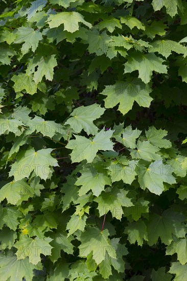 Pointed maple leaves