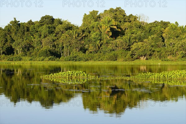 Jungle reflected in the water of Lago San Fernando