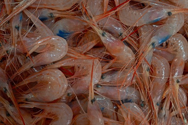 Lots of fresh prawns