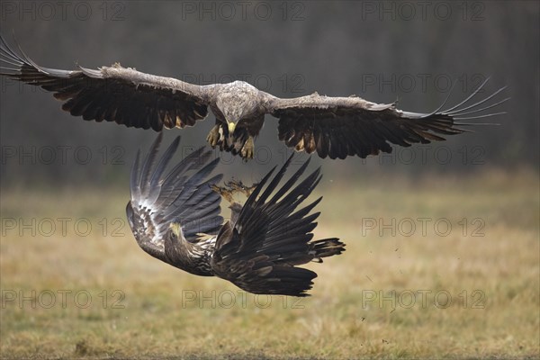 White-tailed eagle