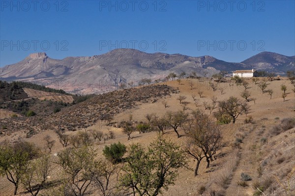 Whitewashed farmhouse with mountain La Muela in almond plantation in front of mountain wall