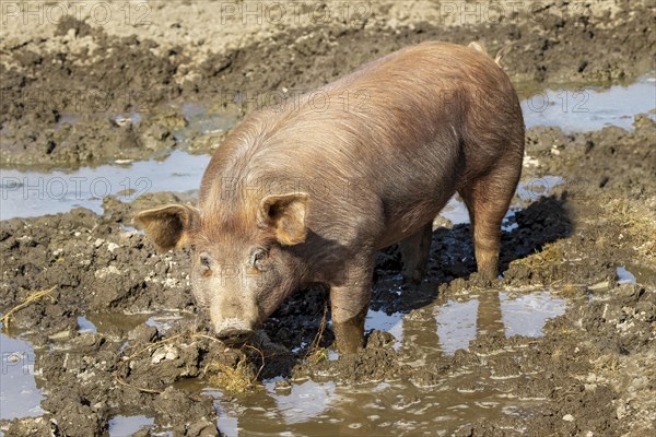 Duroc pig standing in the mud pool