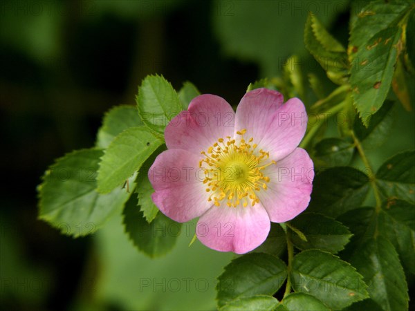 Dog rose