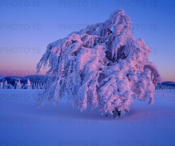 Winter Landscape with Storm Beech