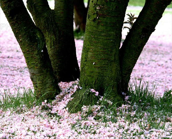 Japanese cherry tree